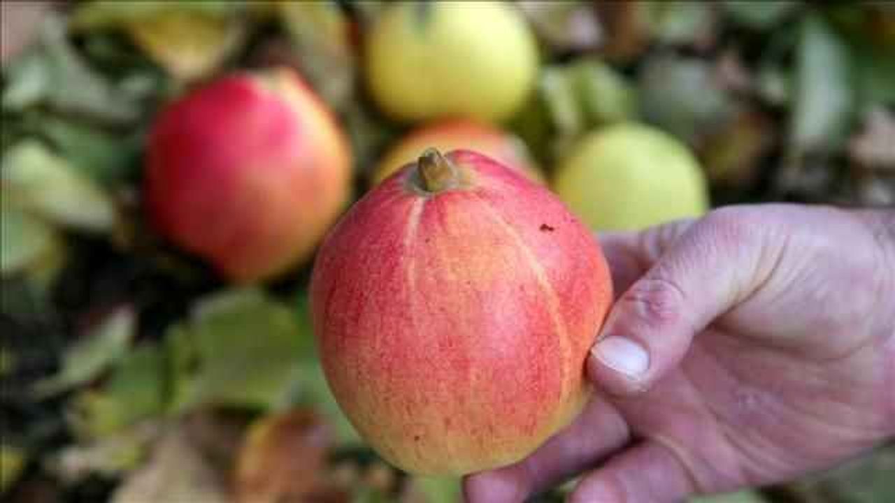 Bir ağaçtan üç farklı lezzeti barındıran meyve elde ediliyor! Yetkililer bile gelip inceledi